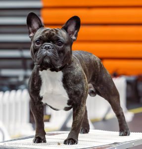 Taffinelli's Kennel Ranskanbulldogit