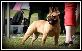 Taffinelli's Estelle