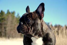 A'Vigdors Izolde Aimee Par Tristan