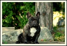 A'Vigdors Izolde Aimee Par Tristan