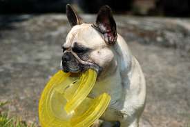 BALT, LT,LV & EE VET MVA, FI MVA, EE MVA LV MVA Taffinelli's Dolores