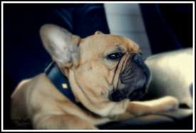 Escarto's Ren&eacute;