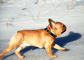 Escarto's Ren&eacute;