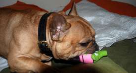 Escarto's Ren&eacute;