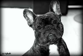 C.I.B, EE& FI & LV MVA, LT JMVA, LV JMVA, EE JMVA, BALT JMVA Taffinelli's Dazzling Star