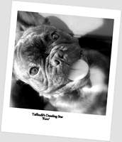 C.I.B, EE& FI & LV MVA, LT JMVA, LV JMVA, EE JMVA, BALT JMVA Taffinelli's Dazzling Star