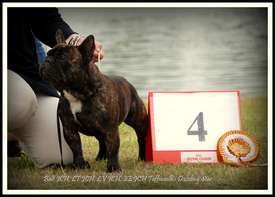 C.I.B, EE& FI & LV MVA, LT JMVA, LV JMVA, EE JMVA, BALT JMVA Taffinelli's Dazzling Star