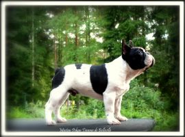 FI MVA, EE MVA, LV MVA, EE & LV JMVA Mustan Pekan Tomme de Belleville