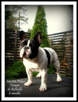 FI MVA, EE MVA, LV MVA, EE & LV  JMVA Mustan Pekan Tomme de Belleville