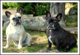 Noble Ally Truly Yours