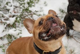 Escarto's Ren&eacute;