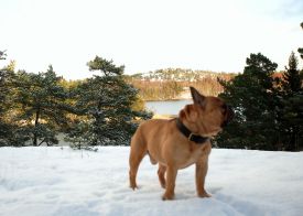 Escarto's Ren&eacute;