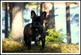 Noble Ally Truly Yours