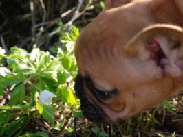 Escarto's Ren&eacute;