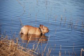 Escarto's Ren&eacute;