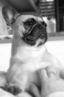 BALT, LT,LV & EE VET MVA, FI MVA, EE MVA LV MVA Taffinelli's Dolores