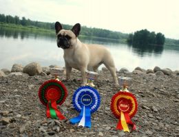 BALT, LT,LV & EE VET MVA, FI MVA, EE MVA LV MVA Taffinelli's Dolores