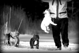 BALT, LT,LV & EE VET MVA, FI MVA, EE MVA LV MVA Taffinelli's Dolores