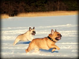 BALT, LT,LV & EE VET MVA, FI MVA, EE MVA LV MVA Taffinelli's Dolores