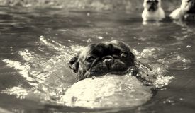 A'Vigdors Izolde Aimee Par Tristan