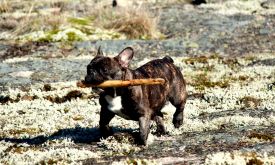 A'Vigdors Izolde Aimee Par Tristan