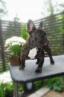 A'Vigdors Izolde Aimee Par Tristan