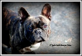 A'Vigdors Izolde Aimee Par Tristan