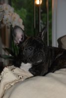 A'Vigdors Izolde Aimee Par Tristan