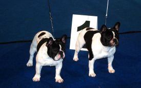 FI MVA, EE MVA, LV MVA, EE & LV  JMVA Mustan Pekan Tomme de Belleville