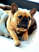 Escarto's Ren&eacute;