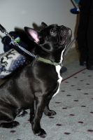 EE MVA FI MVA Taffinelli's California Love