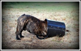 C.I.B, EE& FI & LV MVA, LT JMVA, LV JMVA, EE JMVA, BALT JMVA Taffinelli's Dazzling Star