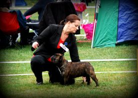 C.I.B, EE& FI & LV MVA, LT JMVA, LV JMVA, EE JMVA, BALT JMVA Taffinelli's Dazzling Star