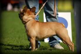 Taffinelli's Estelle