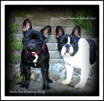 EE MVA, FI MVA, LV MVA, EE JMVA, LV JMVA Dashin Dom Blackberry