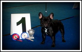 EE MVA, FI MVA, LV MVA, EE JMVA, LV JMVA Dashin Dom Blackberry