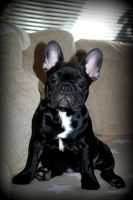 EE MVA, FI MVA, LV MVA, EE JMVA, LV JMVA Dashin Dom Blackberry