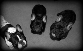 EE MVA, FI MVA, LV MVA, EE JMVA, LV JMVA Dashin Dom Blackberry