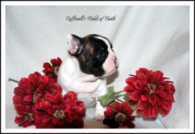 FI&EE&LV MVA Taffinelli's Fields of Faith