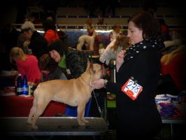 Taffinelli's Estelle