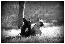 Taffinelli's Estelle