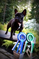 EE MVA, FI MVA, LV MVA, EE JMVA, LV JMVA Dashin Dom Blackberry