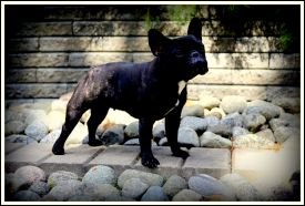 EE MVA, FI MVA, LV MVA, EE JMVA, LV JMVA Dashin Dom Blackberry