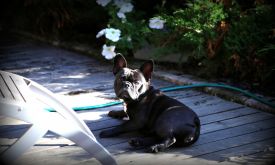 EE MVA FI MVA Taffinelli's California Love