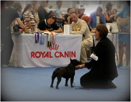 EE MVA, FI MVA, LV MVA, EE JMVA, LV JMVA Dashin Dom Blackberry