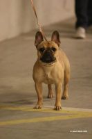 Taffinelli's Estelle