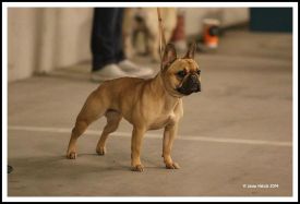 Taffinelli's Estelle