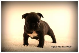 LV MVA,FI MVA,EE MVA,LV JMVA, EE JMVA Taffinelli's Here Comes Hedda