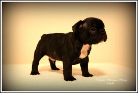 BAL,LT,FI, LV & EE MVA, EE JMVA Taffinelli's Hooligan Harley