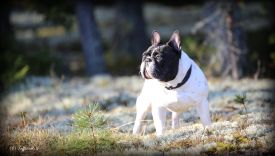 FI MVA, EE MVA, LV MVA, EE & LV  JMVA Mustan Pekan Tomme de Belleville